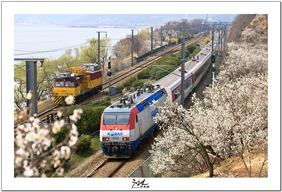벚꽃열차